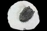 Coltraneia Trilobite Fossil - Huge Faceted Eyes #108491-1